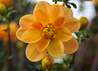 Fototapeta premium beautiful flowers in nature in the botanical garden