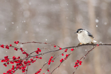 A nuthatch perched on a branch of berries in winter