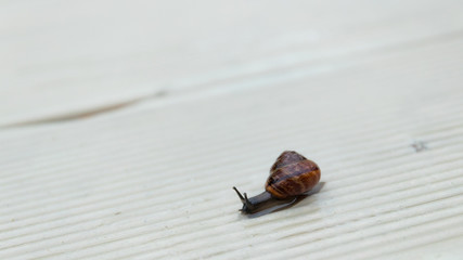 little snail crawling on a wooden board in macro photography blurred background © AndErsoN