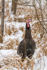 A wild turkey in a snowy winter field