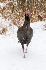 A wild turkey walking through a snowy field