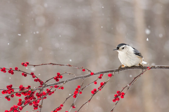 A Nuthatch Perched On A Branch Of Berries In Winter