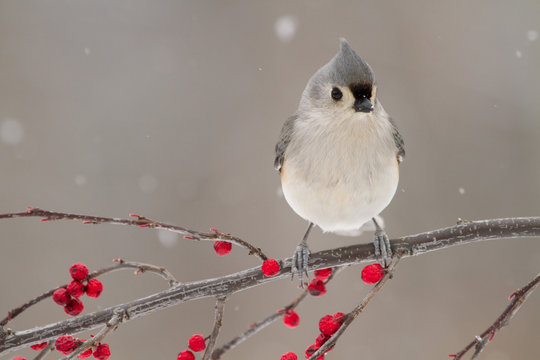Close up of a tufted titmouse