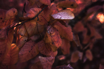autumn foliage