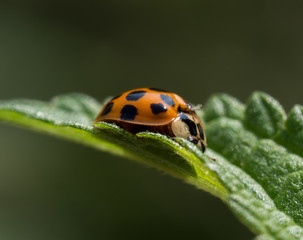 Asian lady bug