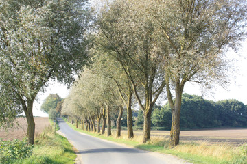 Allee bei Malchow