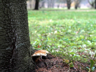 Mushrooms in forest grass. Autumn forest mushroom family closeup. Autumn forest mushroom view. Mushrooms in autumn forest