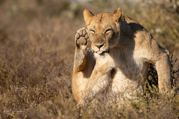 Grooming lioness