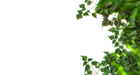 Naklejka premium Side border of fresh green leaves isolated on white background with space for text