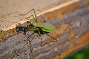 カマキリ