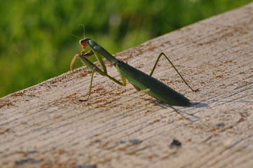 カマキリ