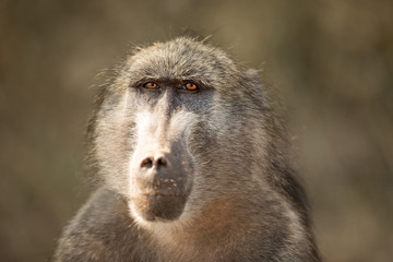 Baboon Portrait