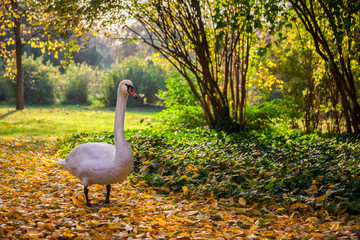 Swan Stroll in Autumn Park