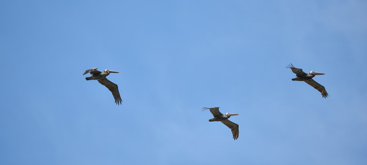 Brown Pelican (Pelecanus occidentalis) flying overhead in bright sky along coastal waters in Panama.