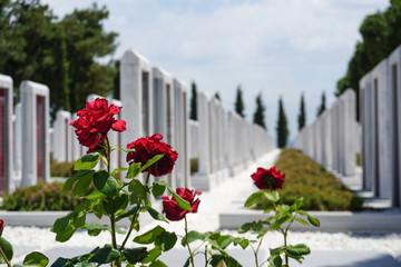 Bush of red roses in between memorial cemetary, blurred background