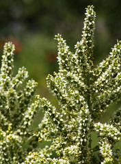 beautiful flowers in nature in the botanical garden