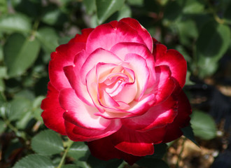 beautiful flowers in nature in the botanical garden