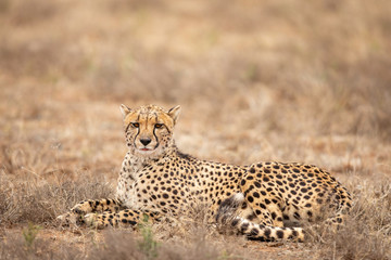 Female Cheetah