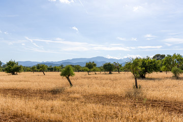 A glade full of dry yellow spikelets with trees on background of sky and mountains under the bright sunlight - 233927624