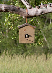 Bird in birdhouse