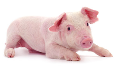 Small pink pig isolated.