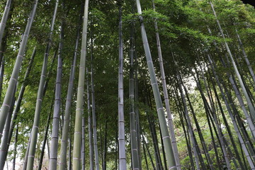 Fototapeta premium 鎌倉・長谷寺の竹林