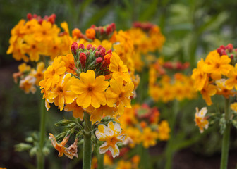 beautiful flowers in nature in the botanical garden