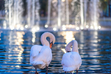 Two graceful white swans are standing on the ledge in the pond and cleaning their plumage - 233927884