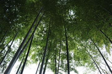 Obraz premium 鎌倉・長谷寺の竹林