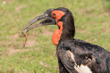 Bucorvus leadbeateri - Hornbill holding in the beak of a frog.
