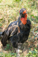 Bucorvus leadbeateri - Hornbill holding in the beak of a frog.