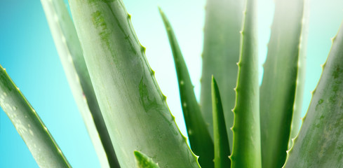 Aloe Vera closeup. Aloevera plant on blue background. Natural organic renewal cosmetics, alternative medicine. Skincare concept