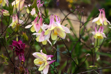 Fototapeta na wymiar beautiful flowers in nature in the botanical garden