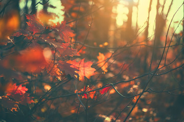 Autumn leaves background, backdrop. Landscape, Leaves swinging in a tree in autumnal Park. Fall. Oak trees with colourful bright in leaves Autumn colorful park