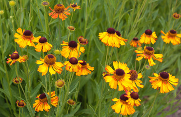 beautiful flowers in nature in the botanical garden