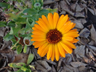 Beautiful chamomile flowers in field on sunny day, summer flowers, summer blurred nature background