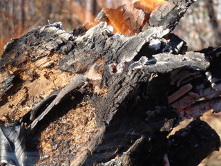 Flames crawl up the side of a piece of firewood in an open campfire.