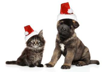 Fototapeta na wymiar Puppy and kitten together in Santa hats