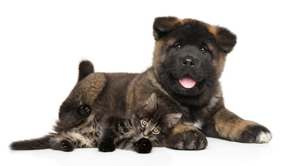 Puppy and kitten together