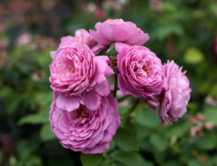 beautiful flowers in nature in the botanical garden