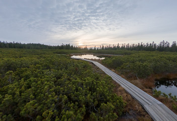 Wooden boardwalk crossing marshes surrounded with bushes.