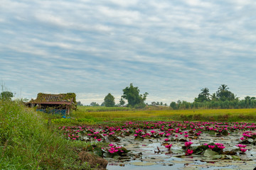 Beautiful early morning landscape of a typical remote countryside of Thailand with a hut, a lotus...