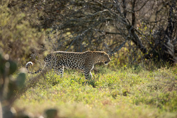 Patrolling Leopard