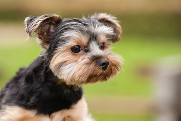 Yorkshire Terrier dog