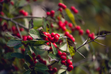 Red winterberries. holiday card.