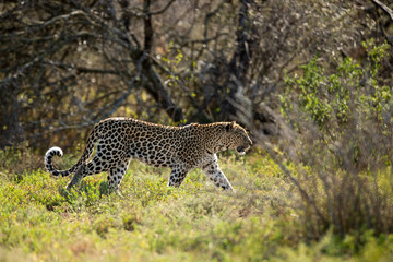 Patrolling leopard