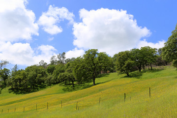 Fototapeta na wymiar oak woodlands with clouds