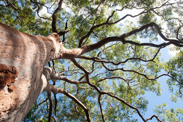 eucalyptus tree view from below with blue sky,Sydney,Australia - obrazy, fototapety, plakaty