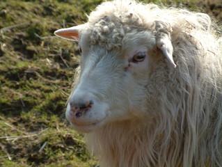 sheep_schaf