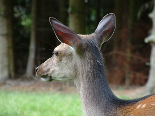 Bambi_Reh